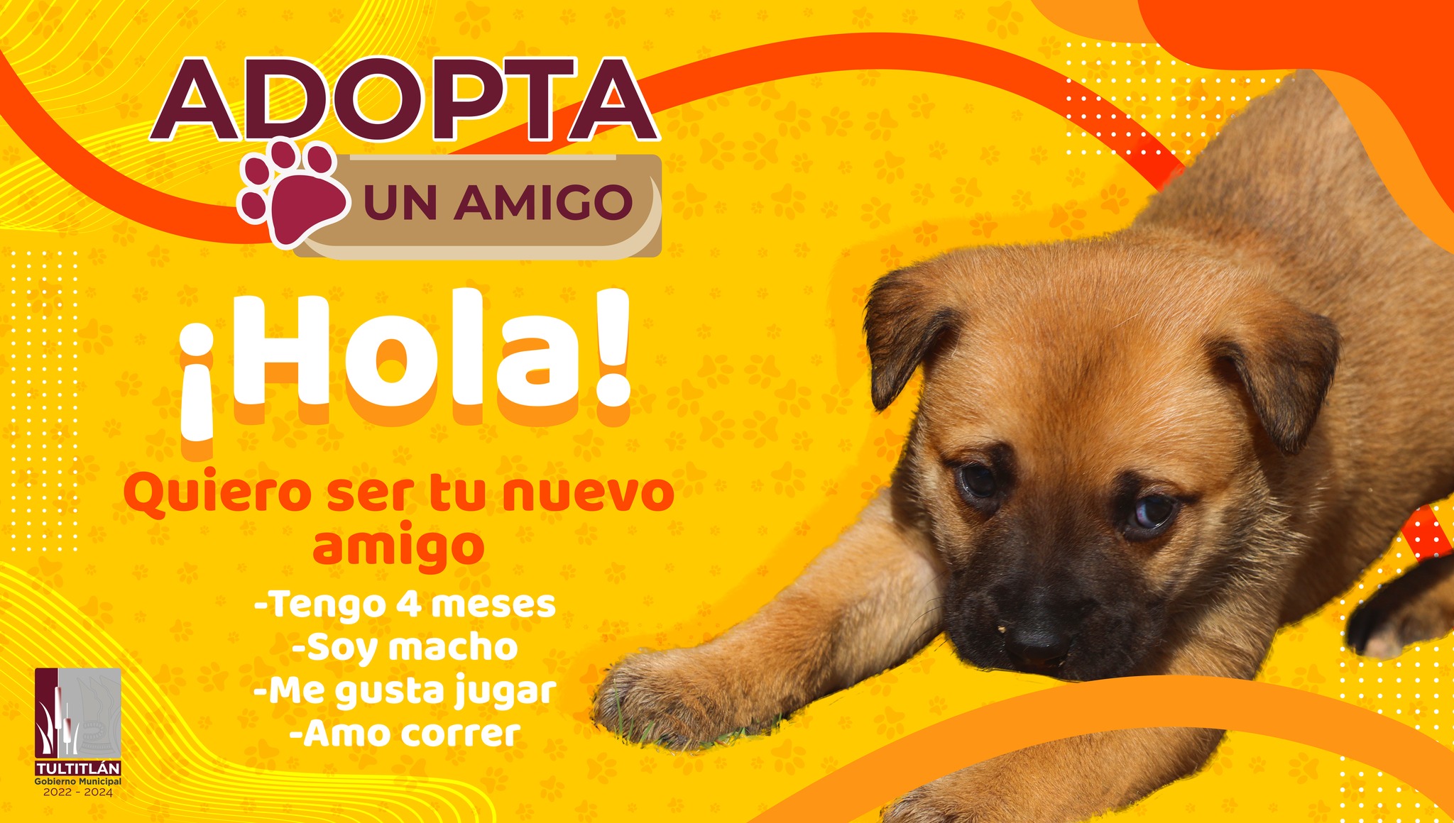 1674316014 446 ¿Quieres un amigo fiel ¡Adopta Para mayores informes comunicate con