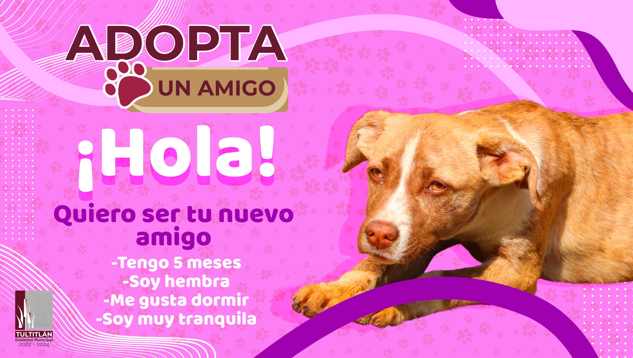 1674316014 653 ¿Quieres un amigo fiel ¡Adopta Para mayores informes comunicate con