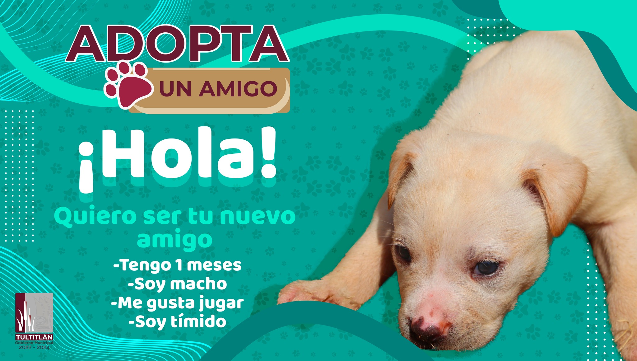 1674316014 687 ¿Quieres un amigo fiel ¡Adopta Para mayores informes comunicate con