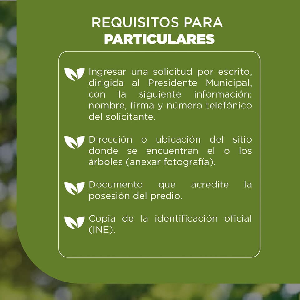 1674416830 900 Conoce las disposiciones para podar o derribar arboles en