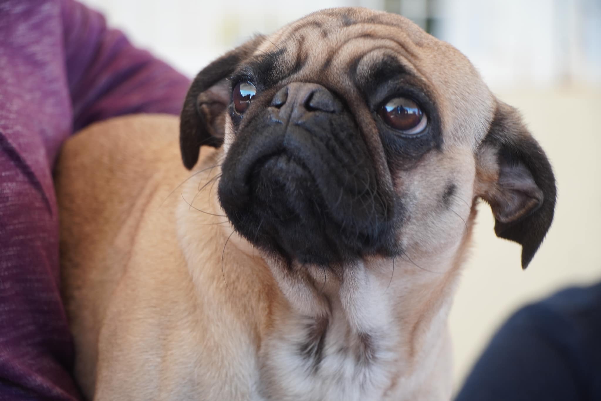 1674586855 888 Jornada de esterilizacion canina y felina