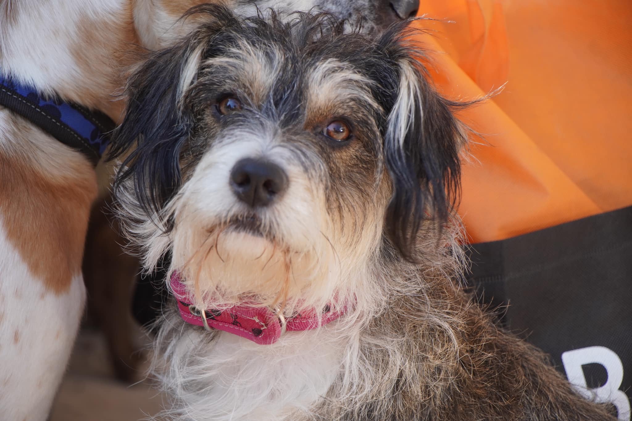 1674586856 127 Jornada de esterilizacion canina y felina