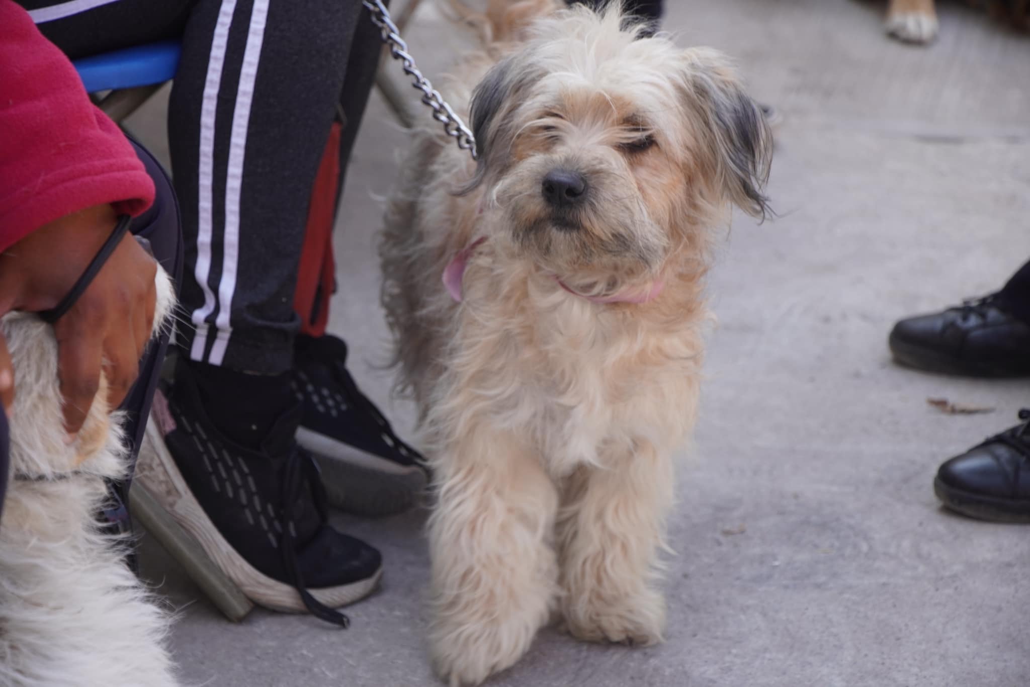 1674586856 593 Jornada de esterilizacion canina y felina