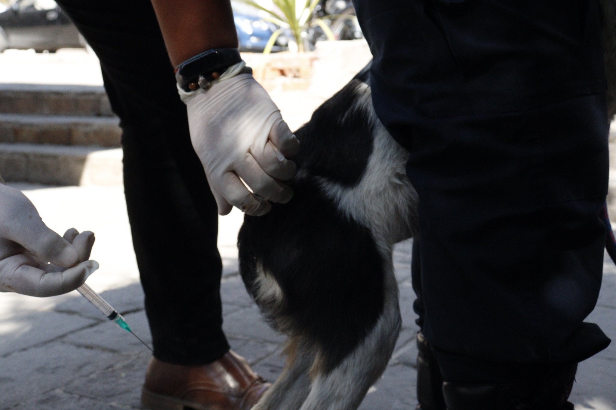 1674660277 211 I JornadaEsterilizacion Agradecemos a todas y todos los duenos que