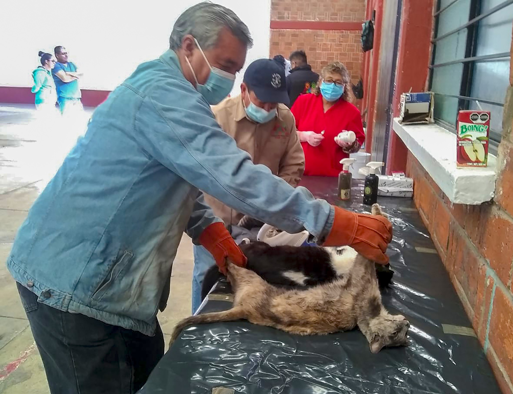 1674761651 461 Finalizo el segundo y ultimo dia de esterilizacion gratuita en