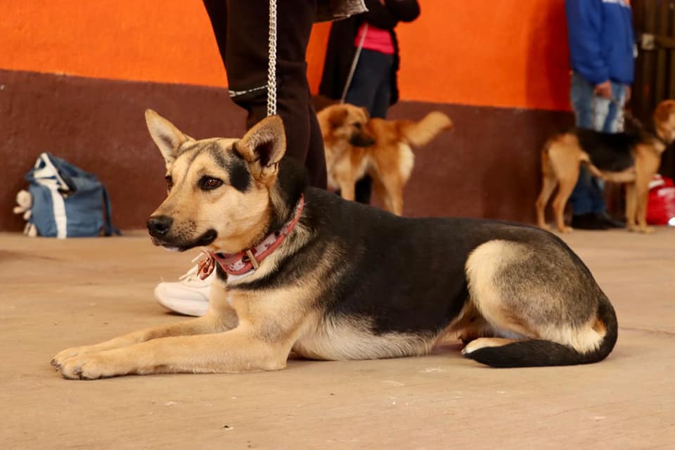 1674836942 182 Con el proposito de concientizar sobre la sobrepoblacion de perros