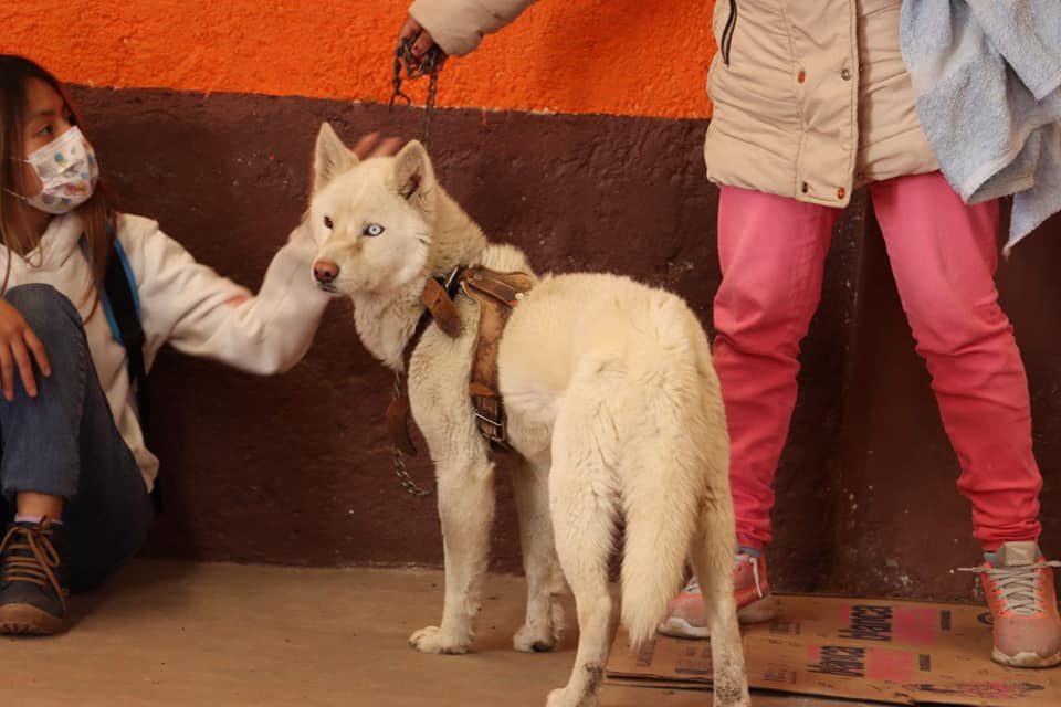 1674836942 310 Con el proposito de concientizar sobre la sobrepoblacion de perros