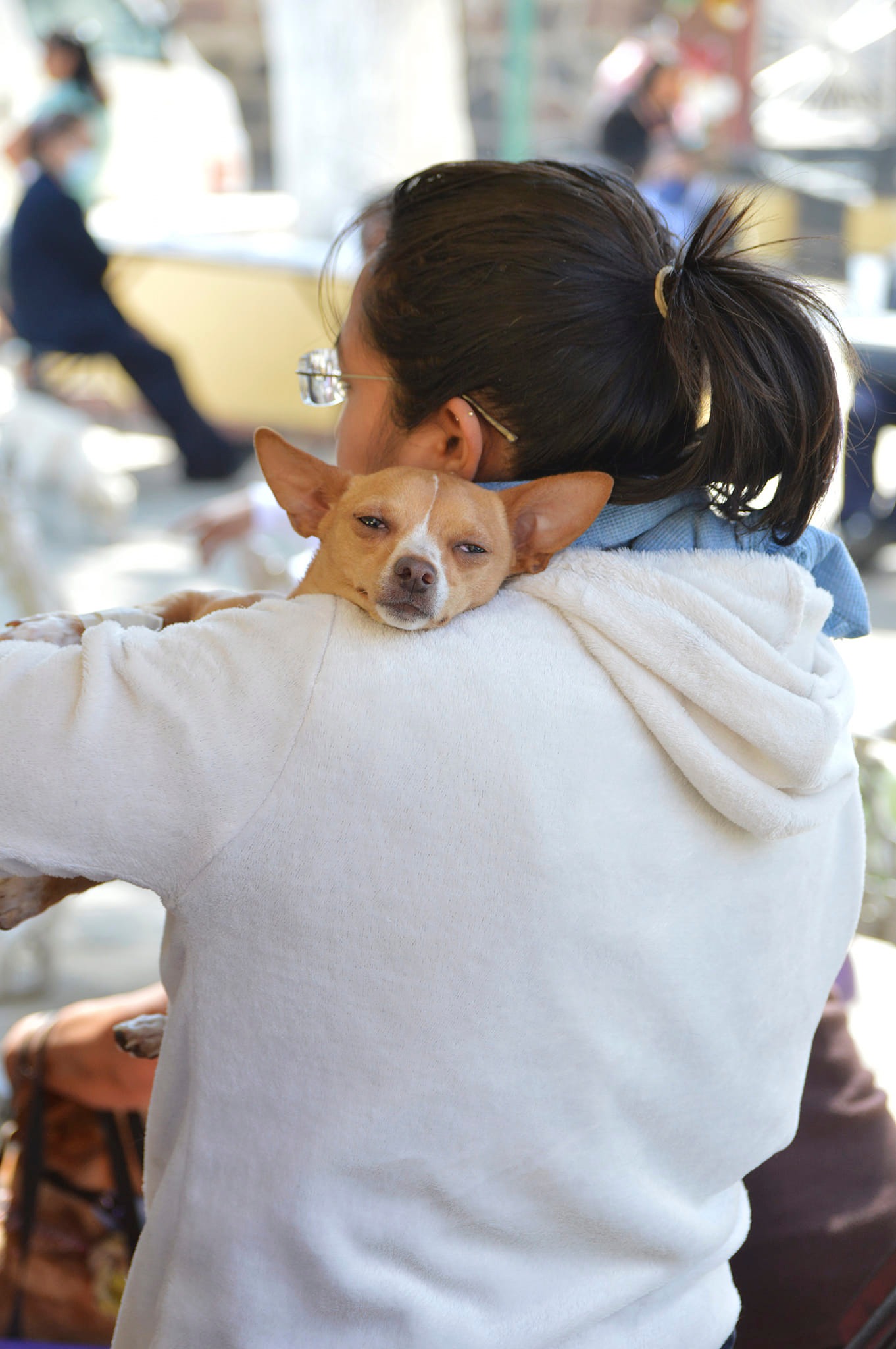 1674851571 645 GOBIERNO DE CHIMALHUACAN PROYECTA DIEZ MIL ESTERILIZACIONES CANINAS PARA 2023