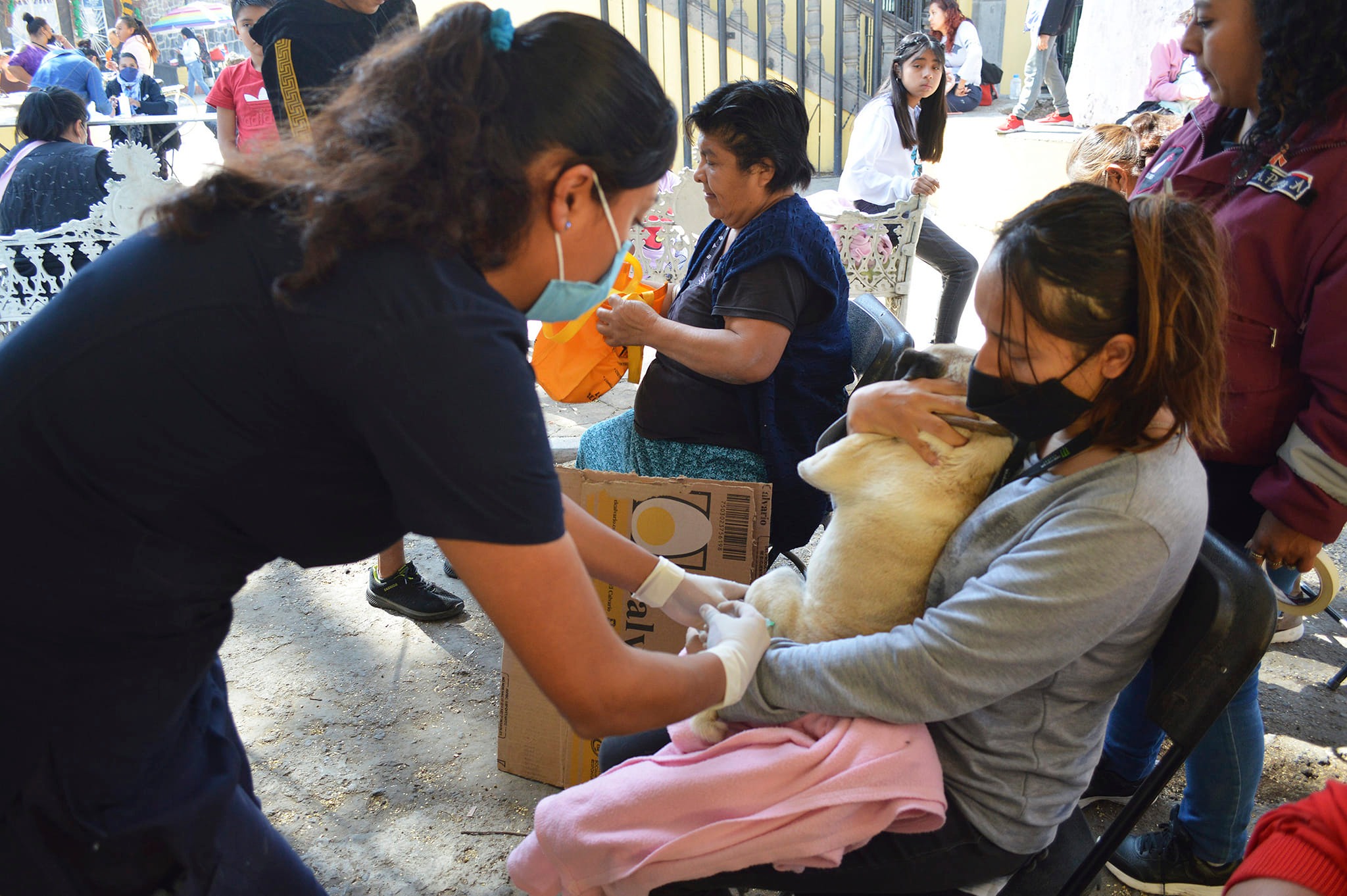 1674851571 688 GOBIERNO DE CHIMALHUACAN PROYECTA DIEZ MIL ESTERILIZACIONES CANINAS PARA 2023