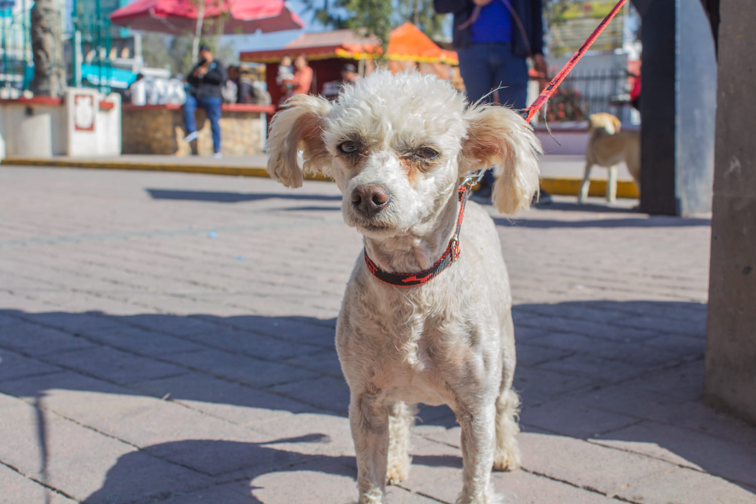 1674949415 871 Hoy se llevo a cabo la primer Jornada de esterilizacion