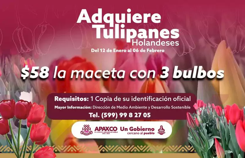 ADQUIERE TULIPANES HOLANDESES jpg