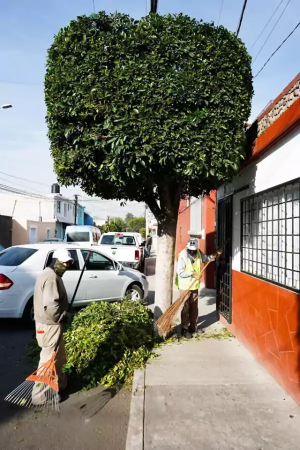 El Ayuntamiento de Texcoco realiza la poda de arboles en jpg