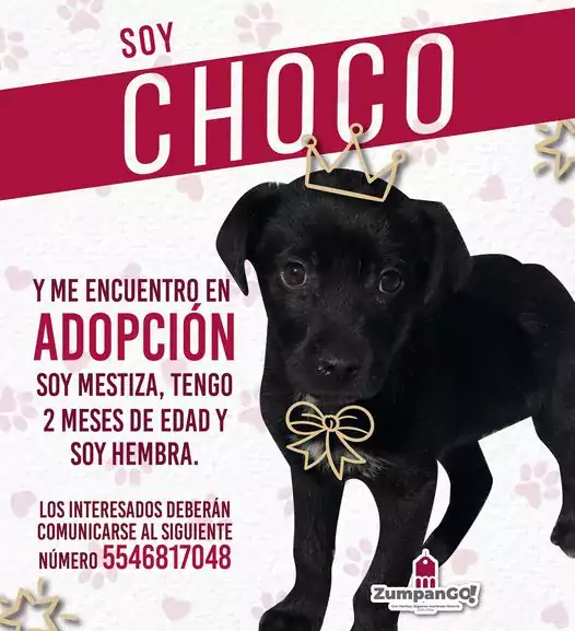 El amor se adopta no se compra Vecinas y vecinos jpg