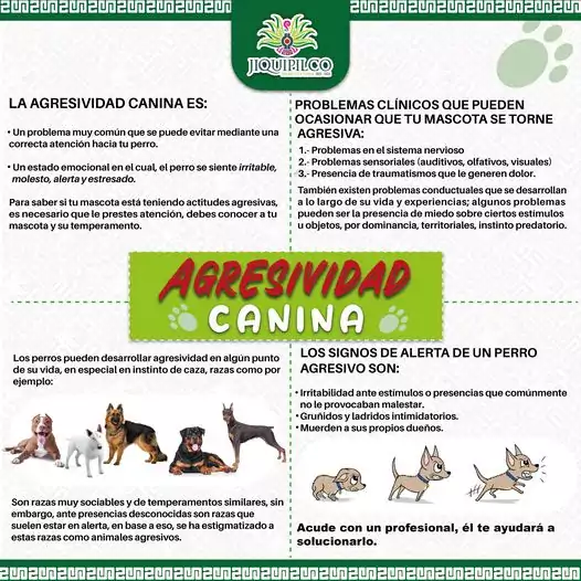 Es importante estar alerta si observas en tu mascota conductas jpg