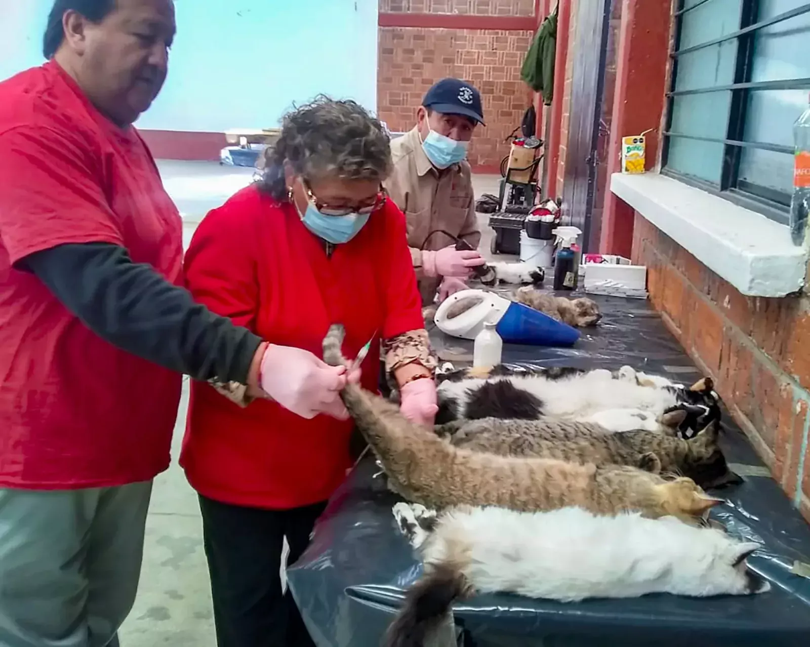 Finalizo el segundo y ultimo dia de esterilizacion gratuita en jpg