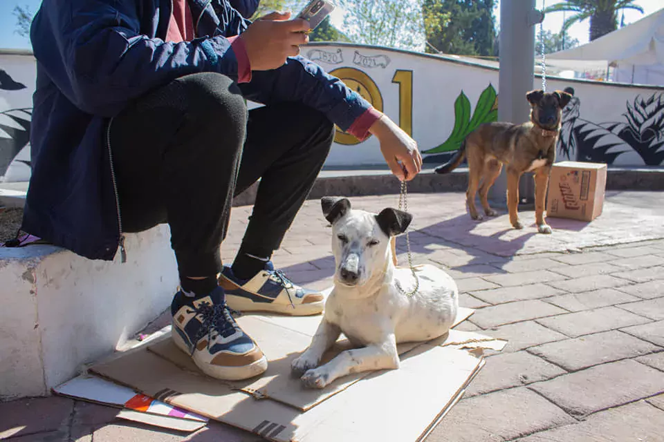 Hoy se llevo a cabo la primer Jornada de esterilizacion jpg