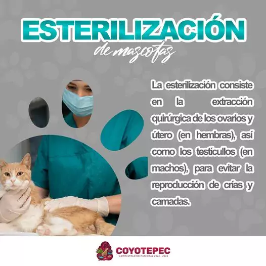 I Esterilizacion ¿En que consiste la esterilizacion de mascotas CuidemosNues jpg