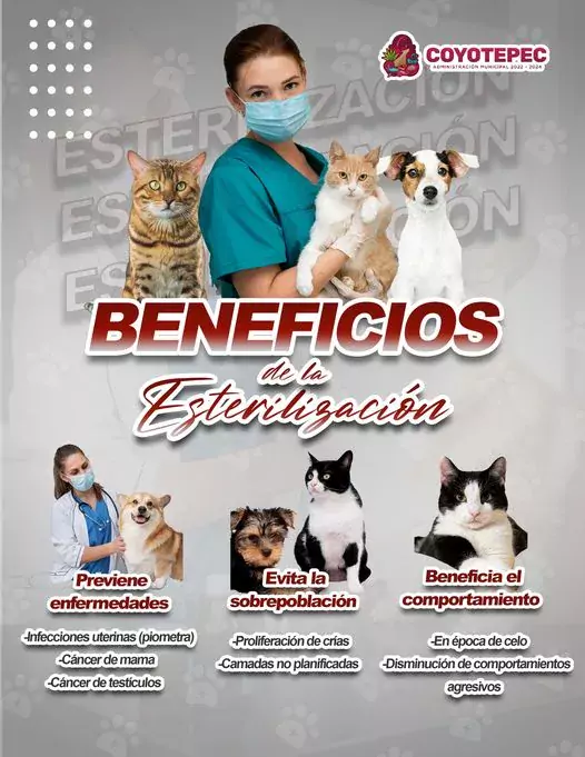 I esterilizacion Conoce los beneficios que tiene la esterilizacion canina jpg