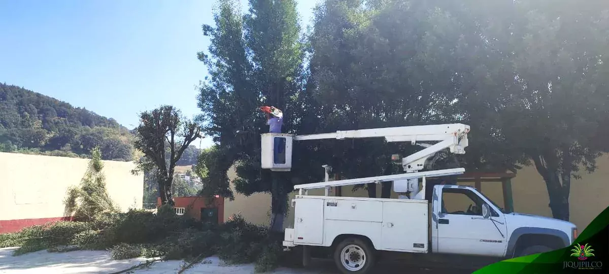 Personal de ServiciosGenerales corto y podo algunos de los arboles jpg