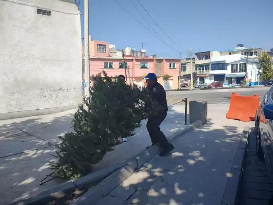 Ya dio inicio la campana de reciclaje de arboles navidenos jpg