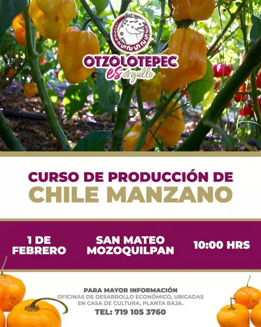 ¿Estas interesado o interesada en la produccion de Chile manzano jpg