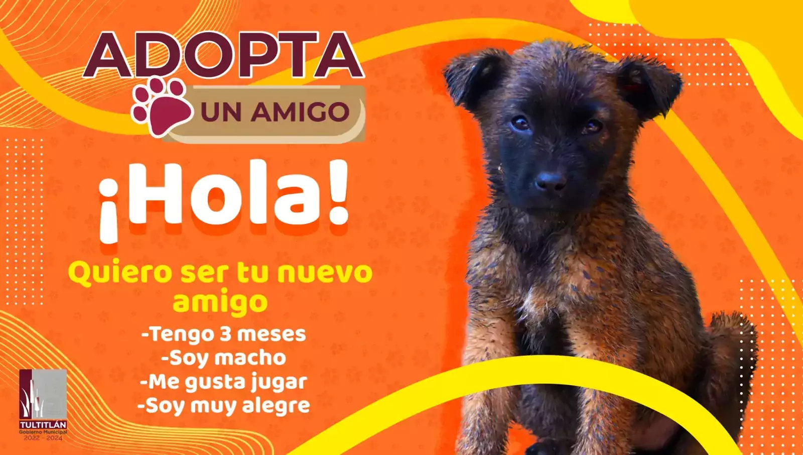 ¿Quieres un amigo fiel ¡Adopta Para mayores informes comunicate con jpg