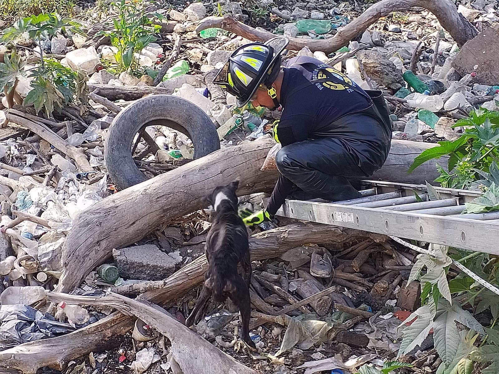 1675285115 358 Rescate de tres caninos El dia de hoy personal de