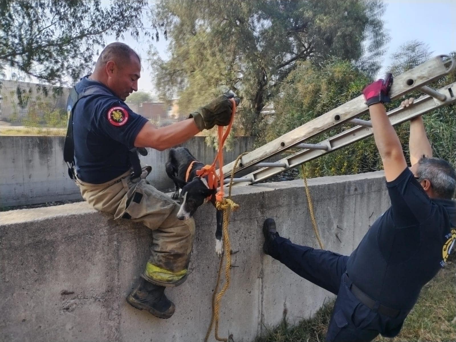 1675285115 722 Rescate de tres caninos El dia de hoy personal de