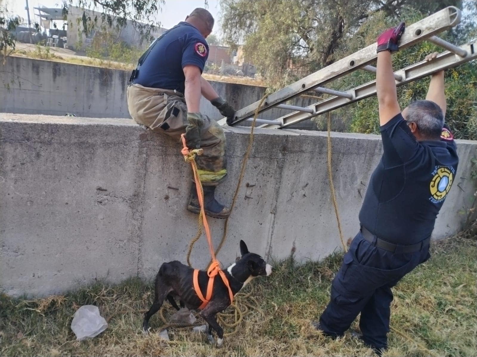 1675285116 402 Rescate de tres caninos El dia de hoy personal de