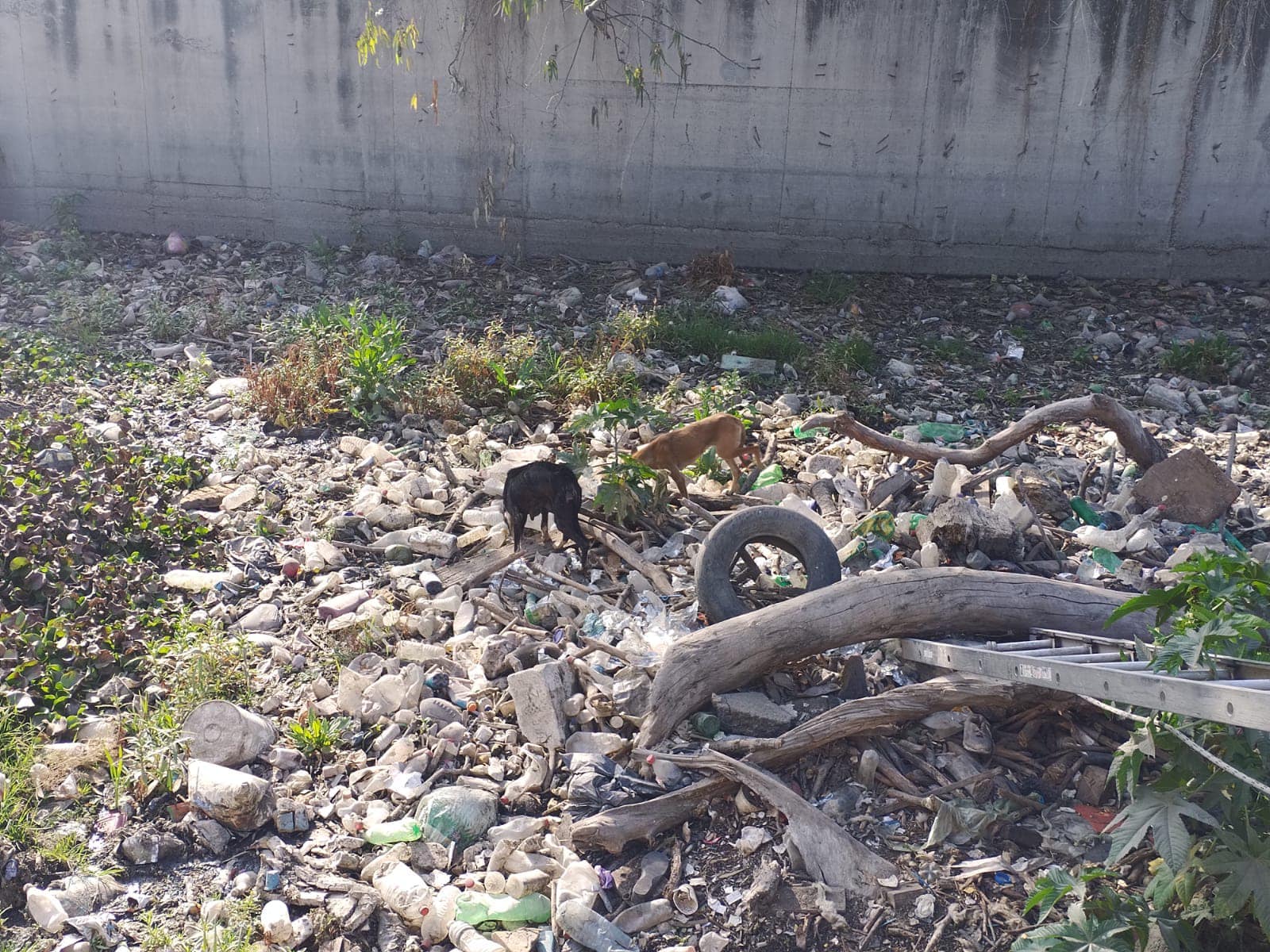 1675285116 985 Rescate de tres caninos El dia de hoy personal de