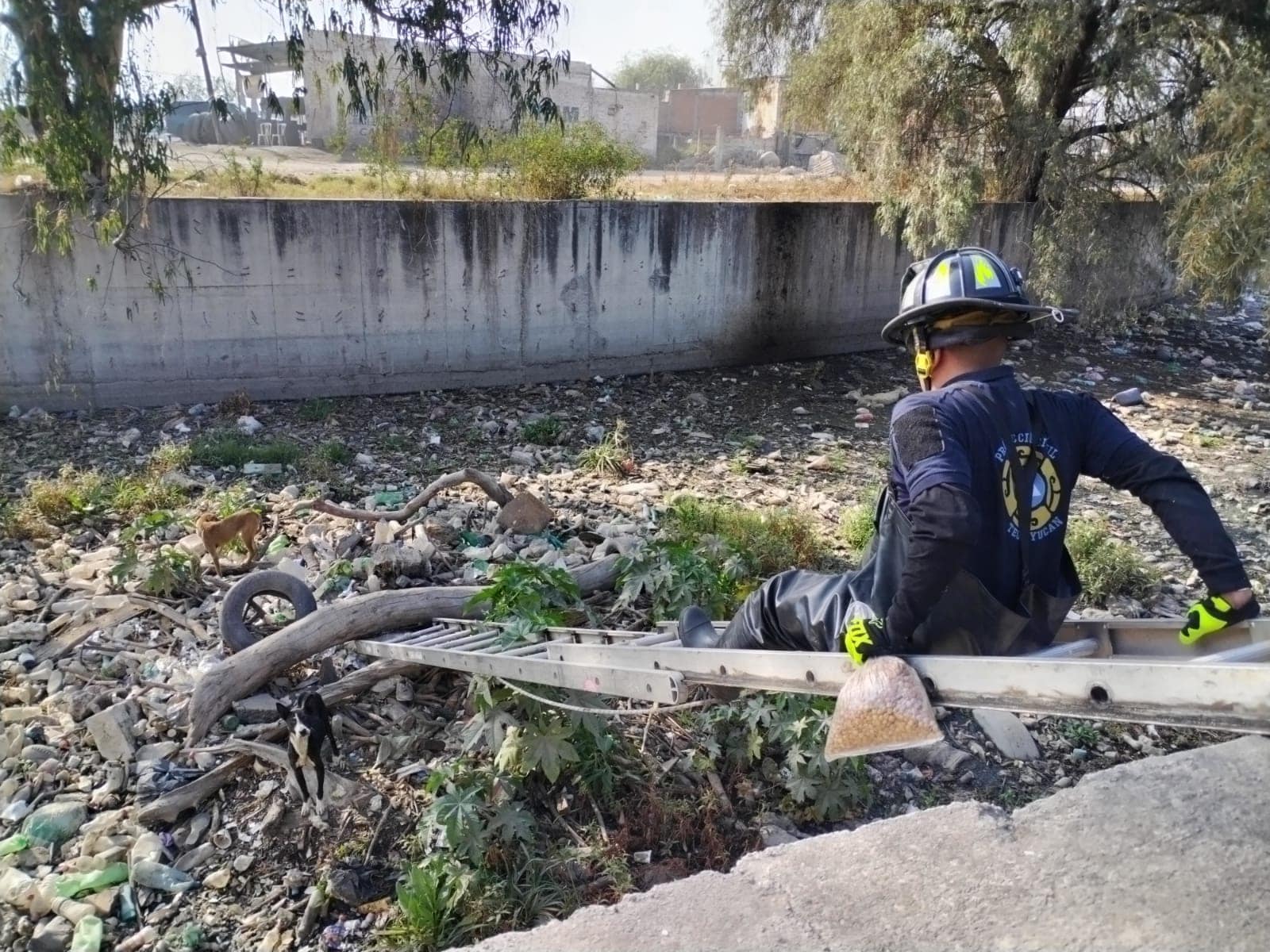 1675285130 Rescate de tres caninos El dia de hoy personal de