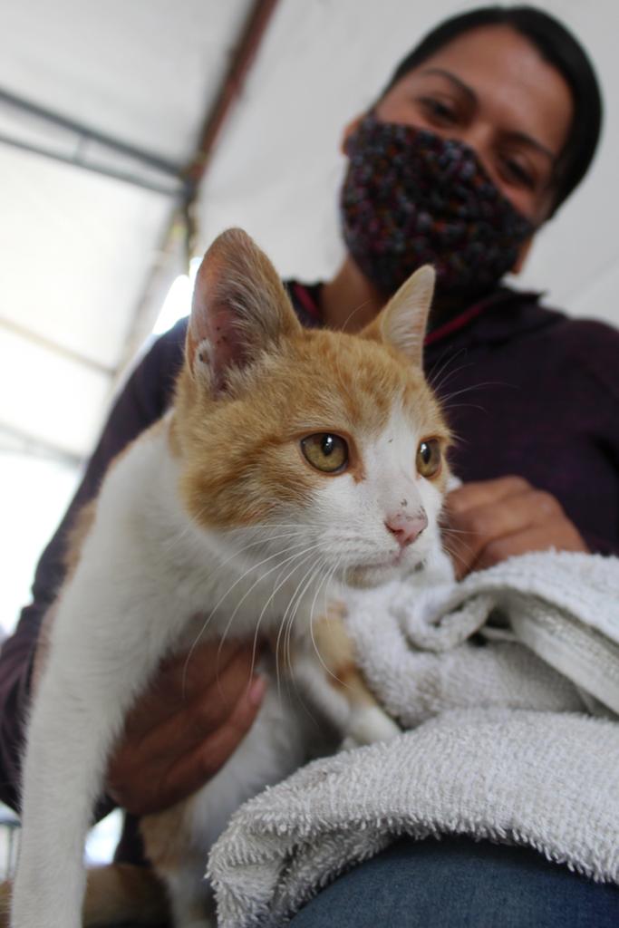 1675986946 8 JORNADA DE ESTERILIZACION CANINA Y FELINA LLEGA A SANTA ELENA