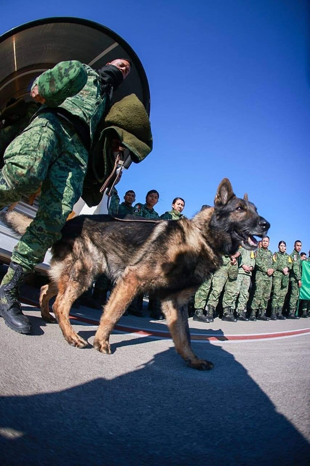 1676227444 962 Murio Proteo perrito rescatista de la Sedena que fue a