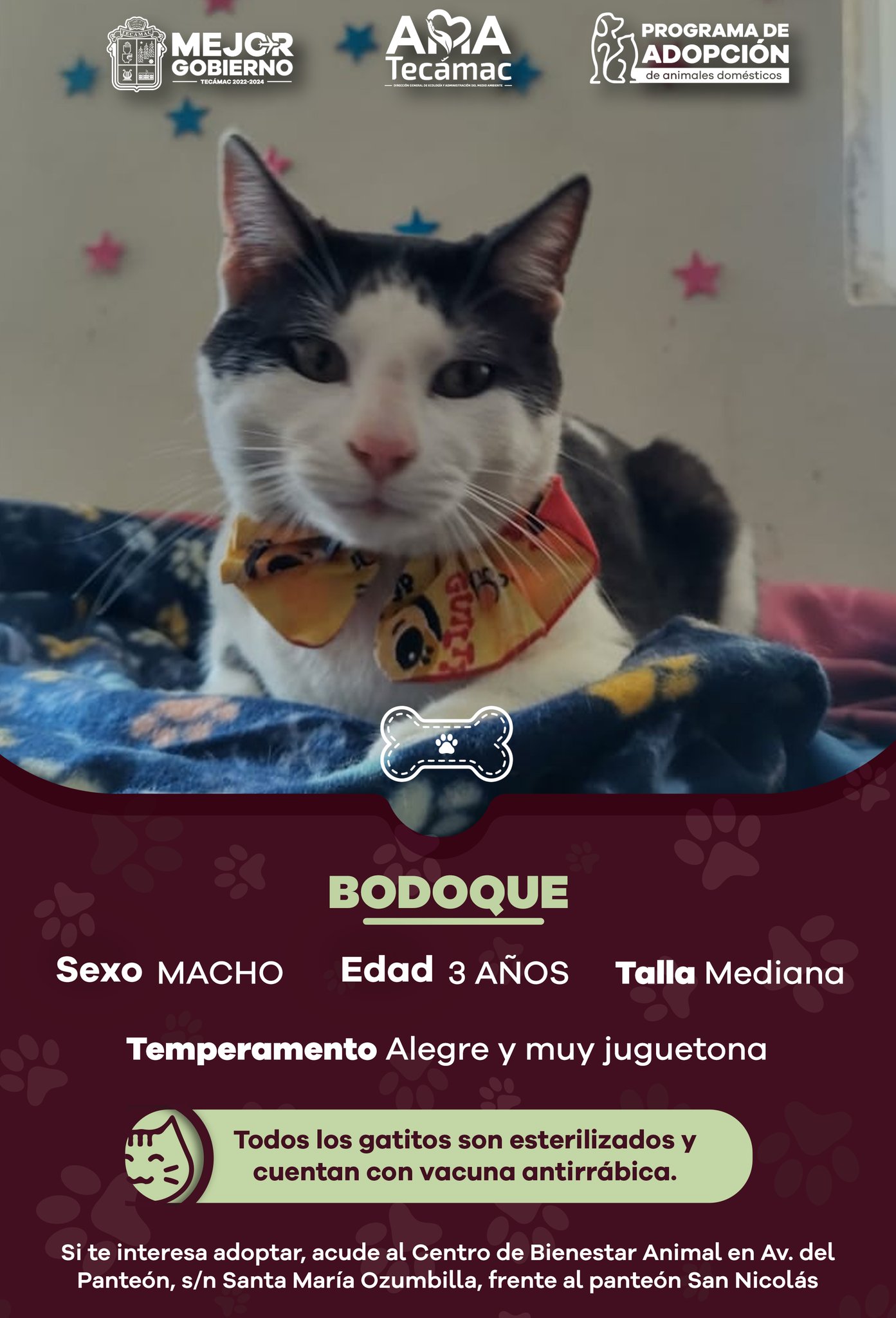 1676326603 650 Estos son los candidatos a AdopcionResponsable de nuestro Centro de