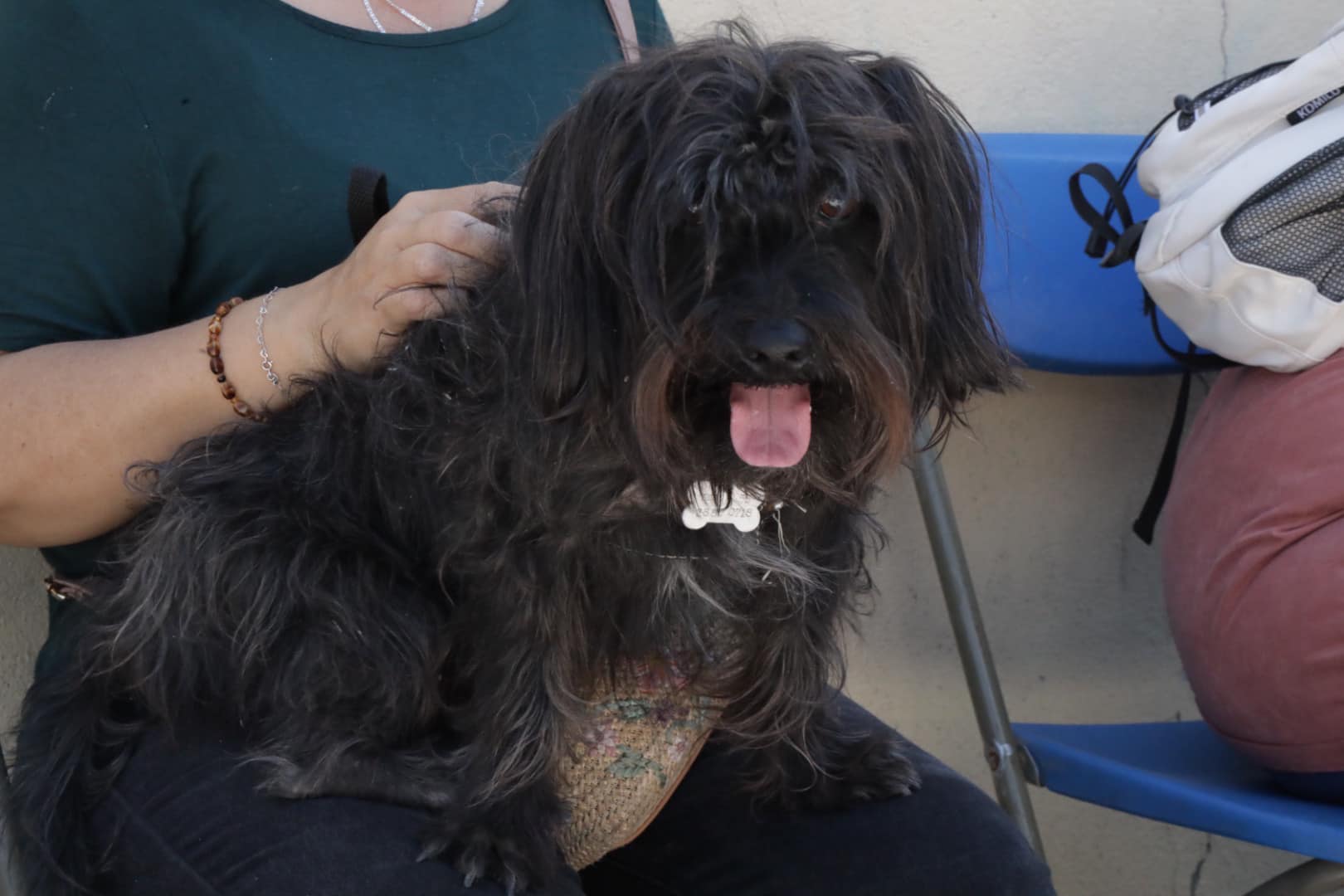 1676576558 181 Jornada de esterilizacion canina y felina