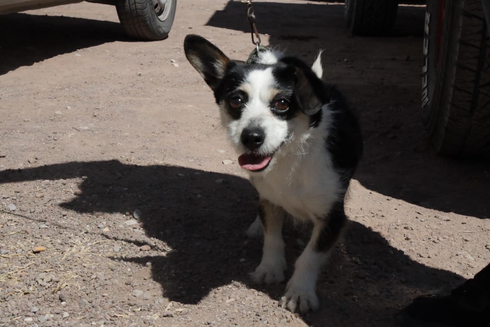 1676576558 661 Jornada de esterilizacion canina y felina