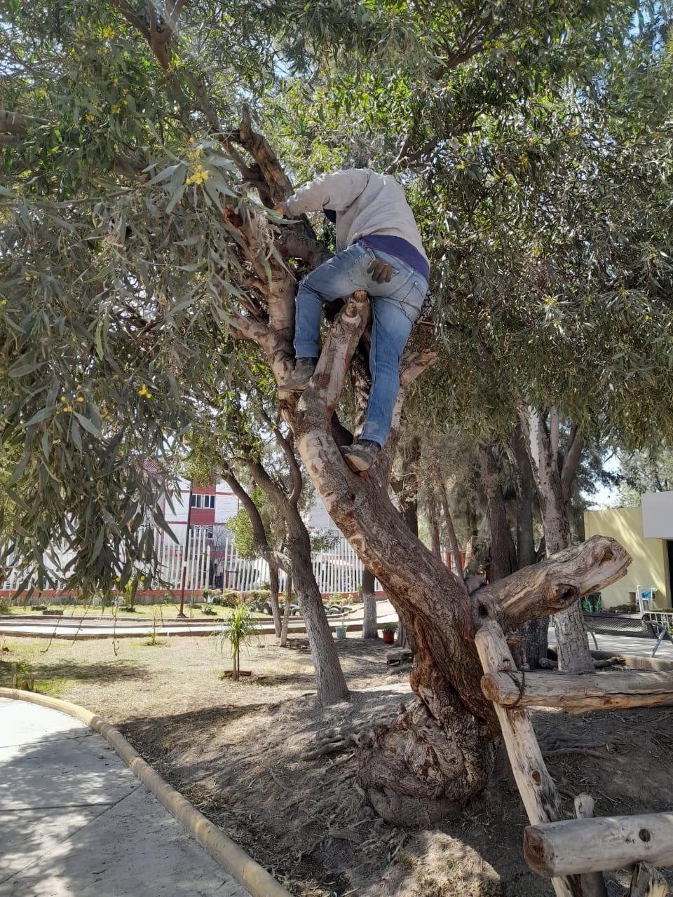 1676583610 Se llevan a cabo poda de ramas con exceso de