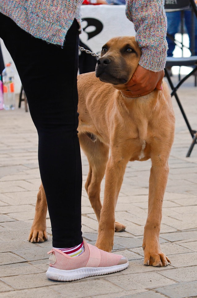 1677000938 754 Imagenes de la Primer Feria Dominical de Adopcion que se