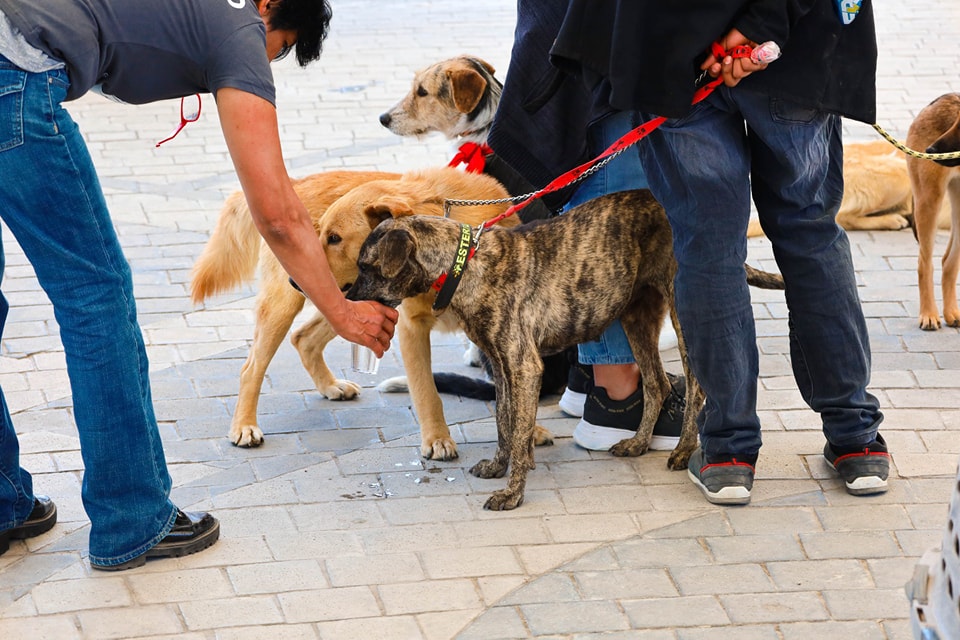 1677000939 684 Imagenes de la Primer Feria Dominical de Adopcion que se