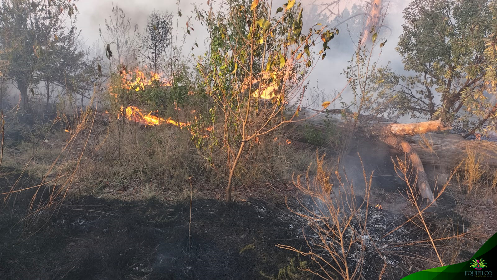 1677002337 625 Cuidando las areas forestales municipales personal de ProteccionCivil y Bombe