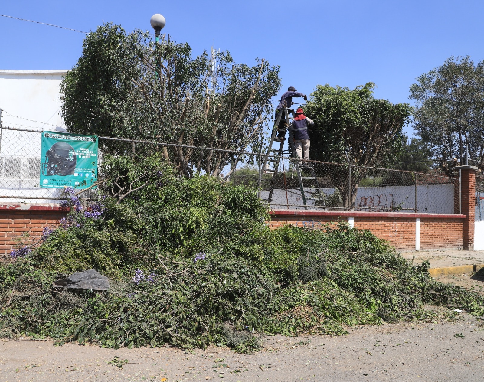 1677017913 992 El cuidado de las areas verdes es fundamental para mejorar