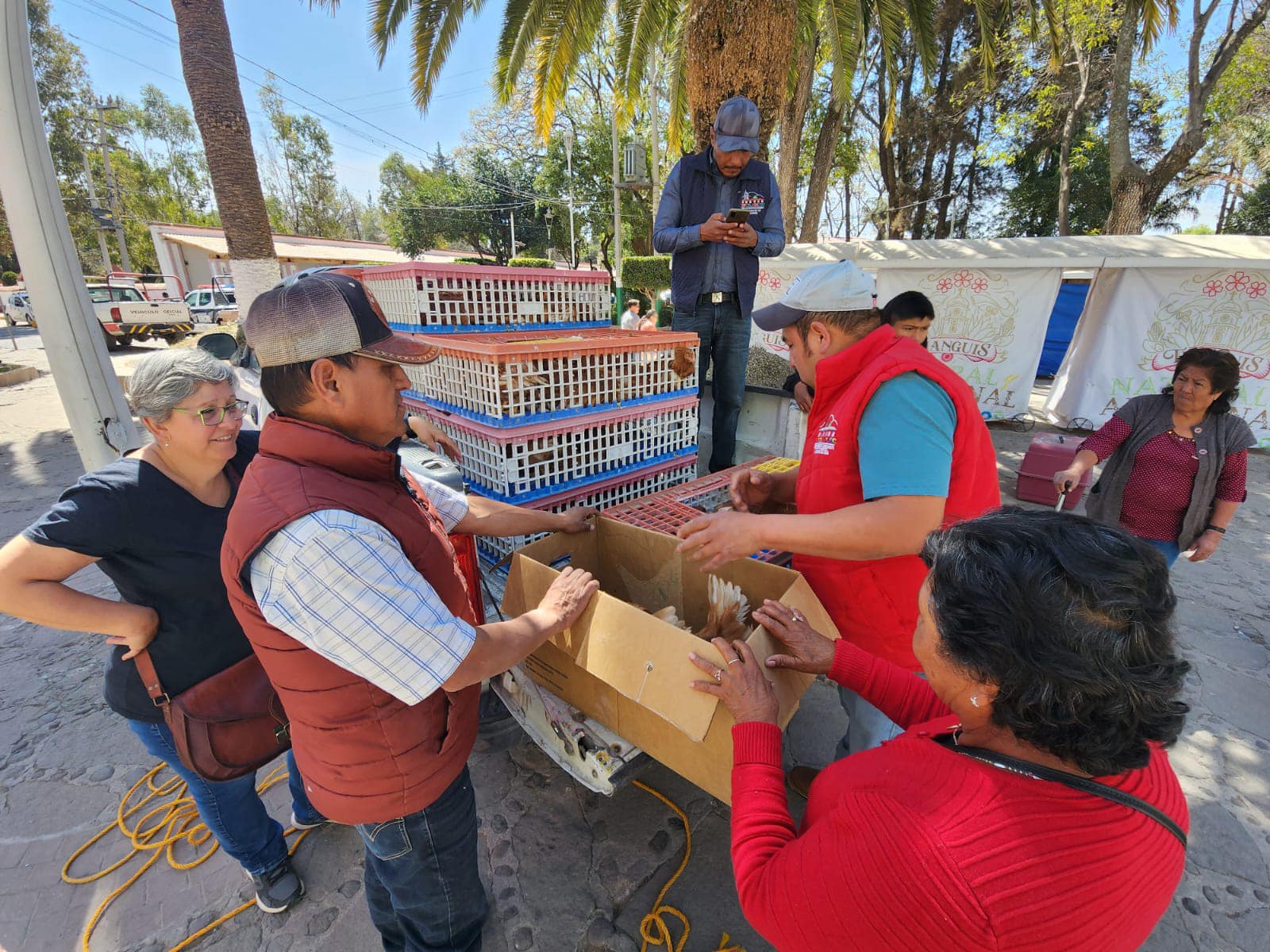 1677073658 165 Se realizo la tercera entrega gallinas de 18 semanas del