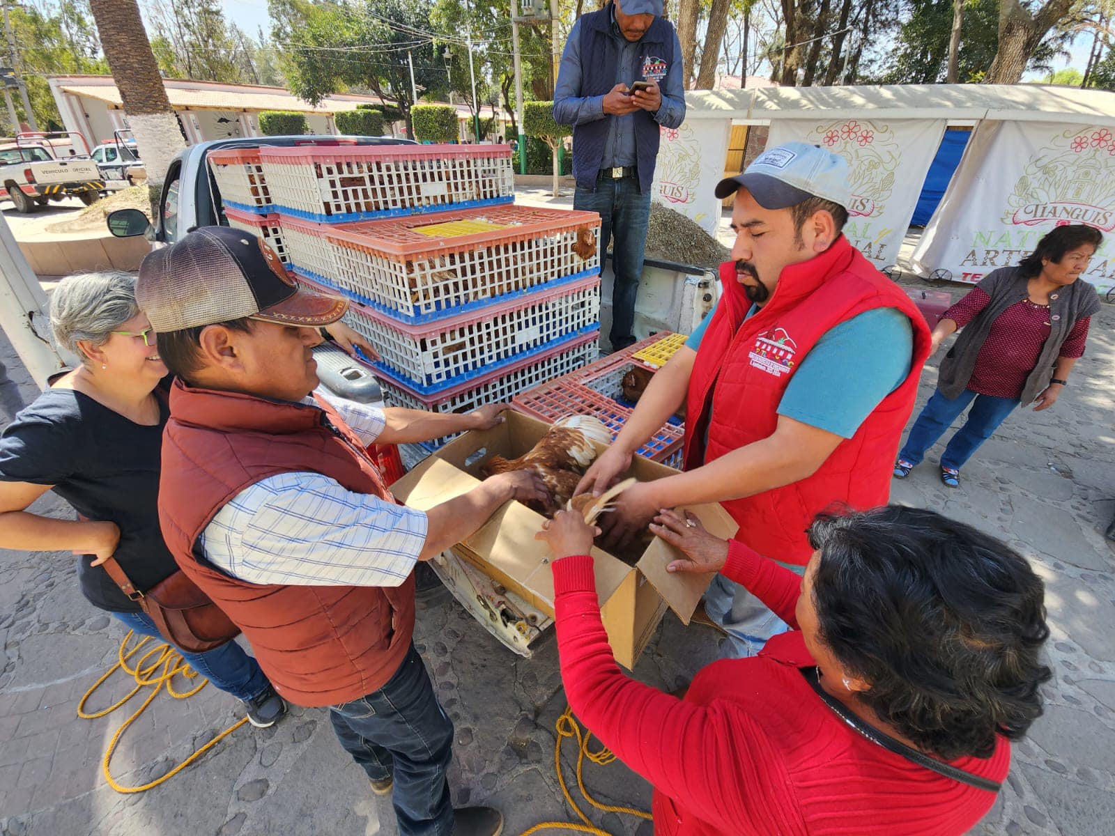 1677073658 499 Se realizo la tercera entrega gallinas de 18 semanas del