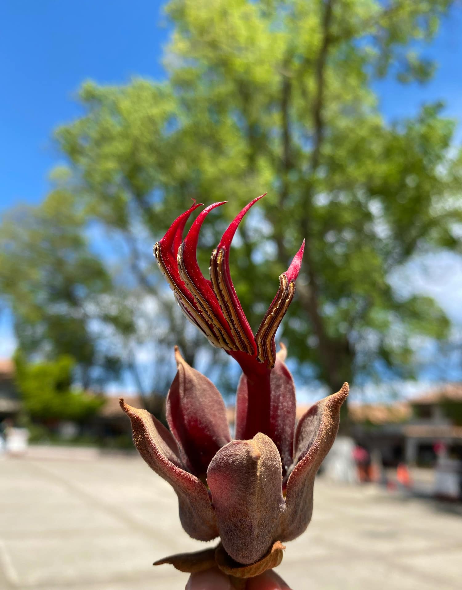 1677162735 300 ¿Sabias que el Arbol de las Manitas es una especie