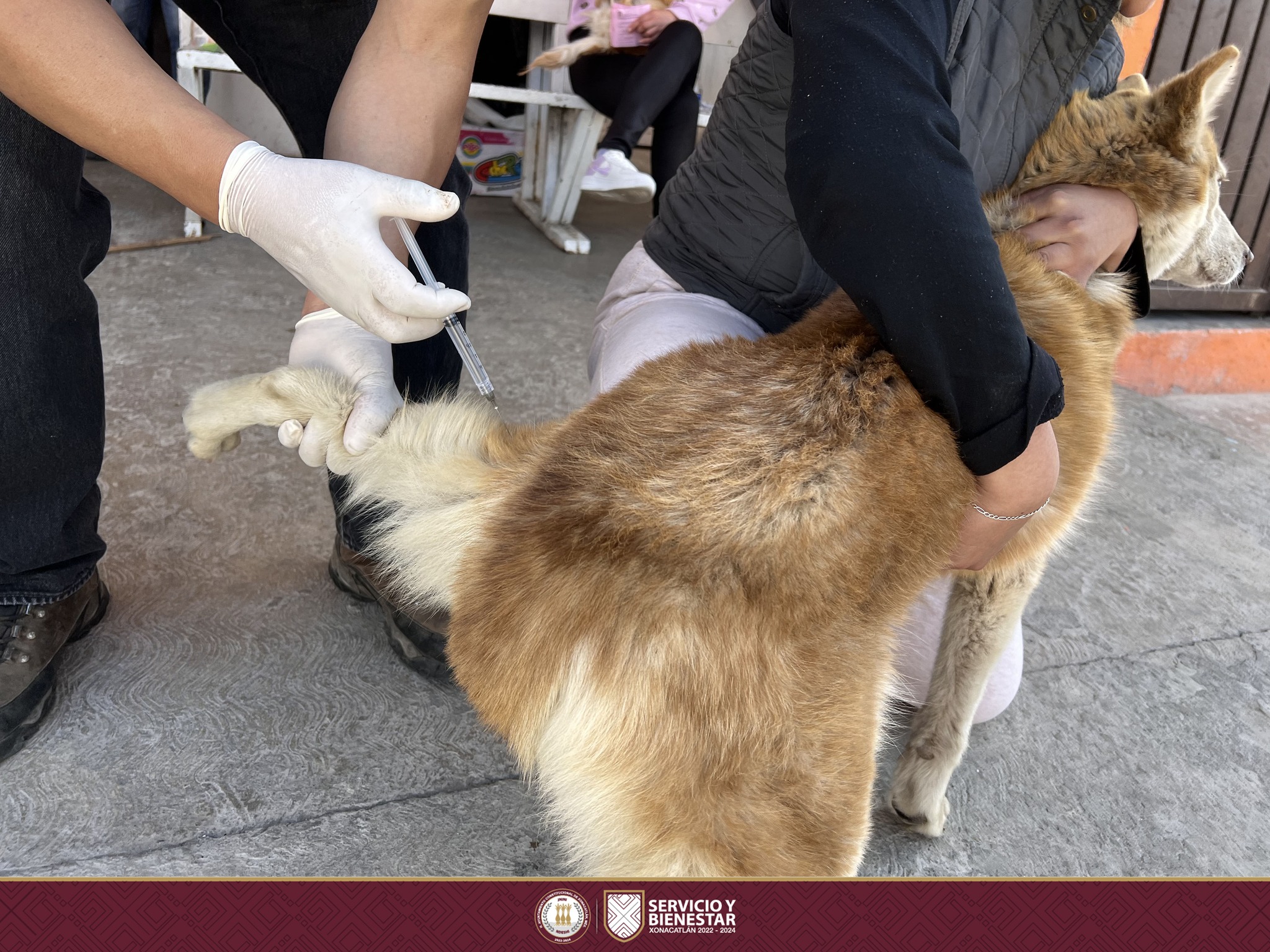 1677539620 320 Sabemos lo importante que las mascotas son para todos y