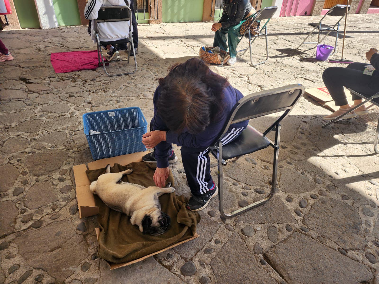 1677608059 Realizamos la Decima jornada de esterilizacion canina y felina en