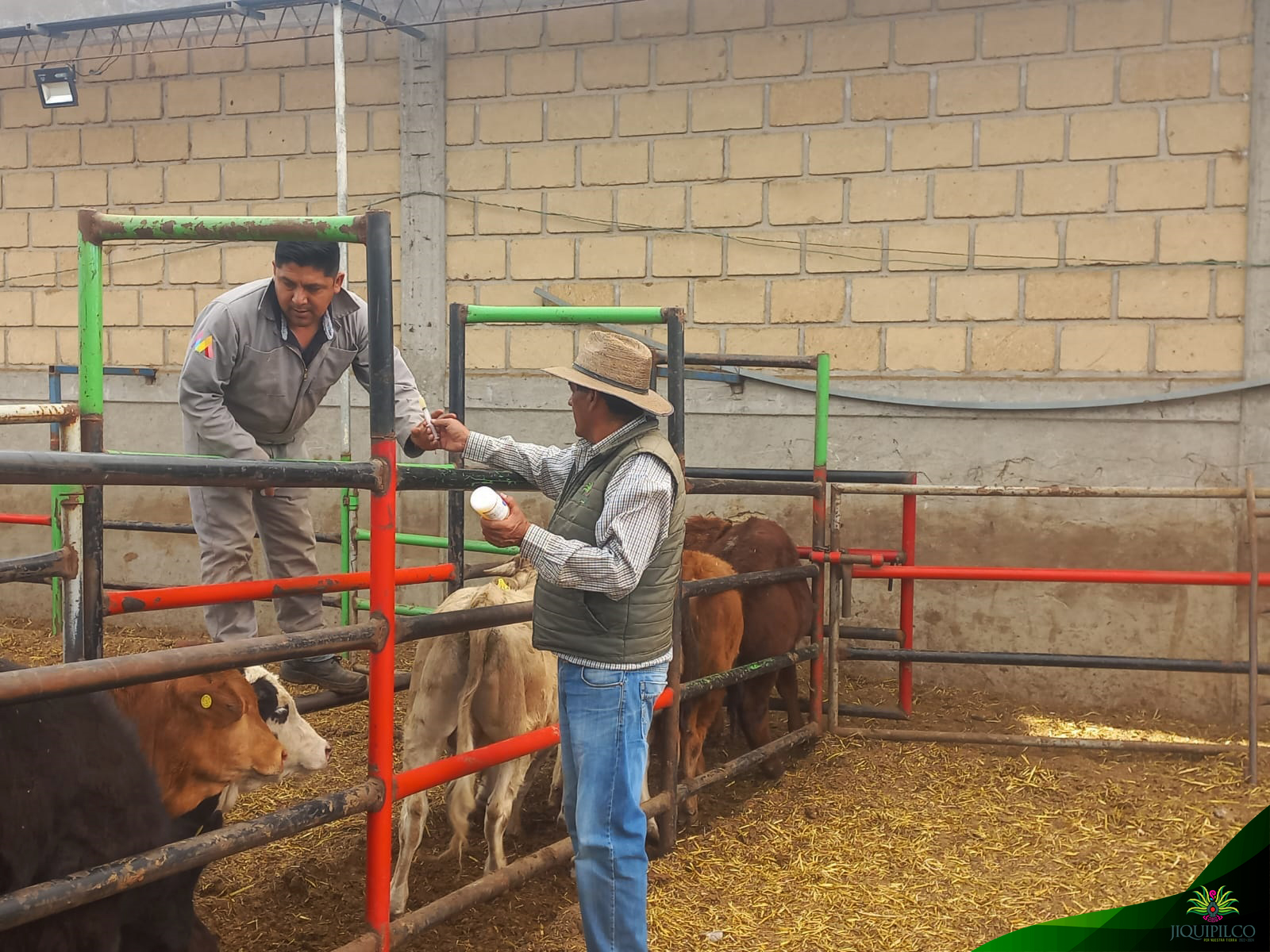 1677609404 829 La campana de vacunacion para ganado bovino ovino y caprino