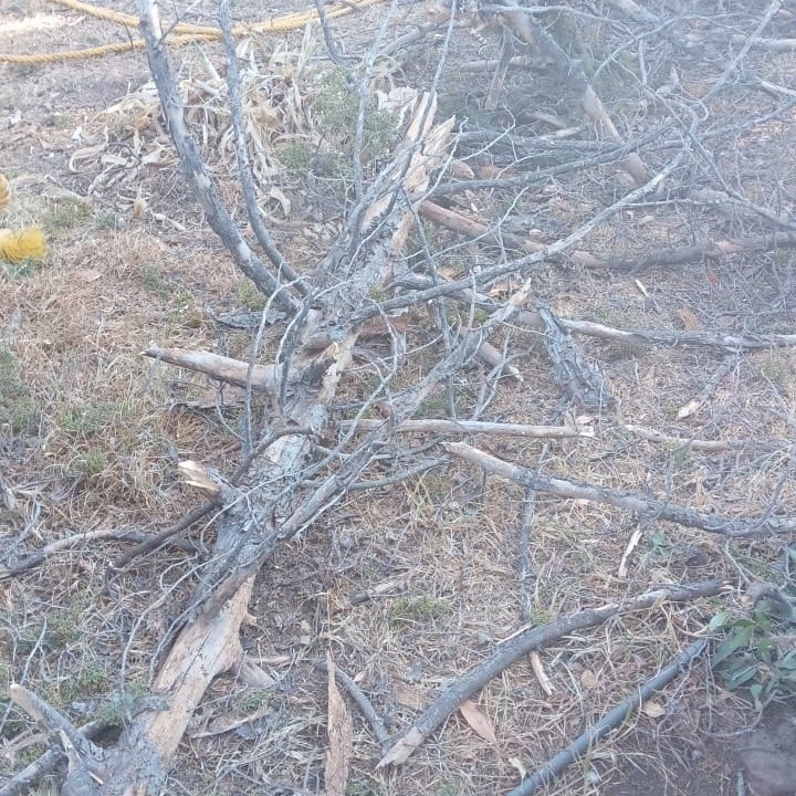 1677623394 246 La Direccion de Ecologia de Otumba acudio a la primaria