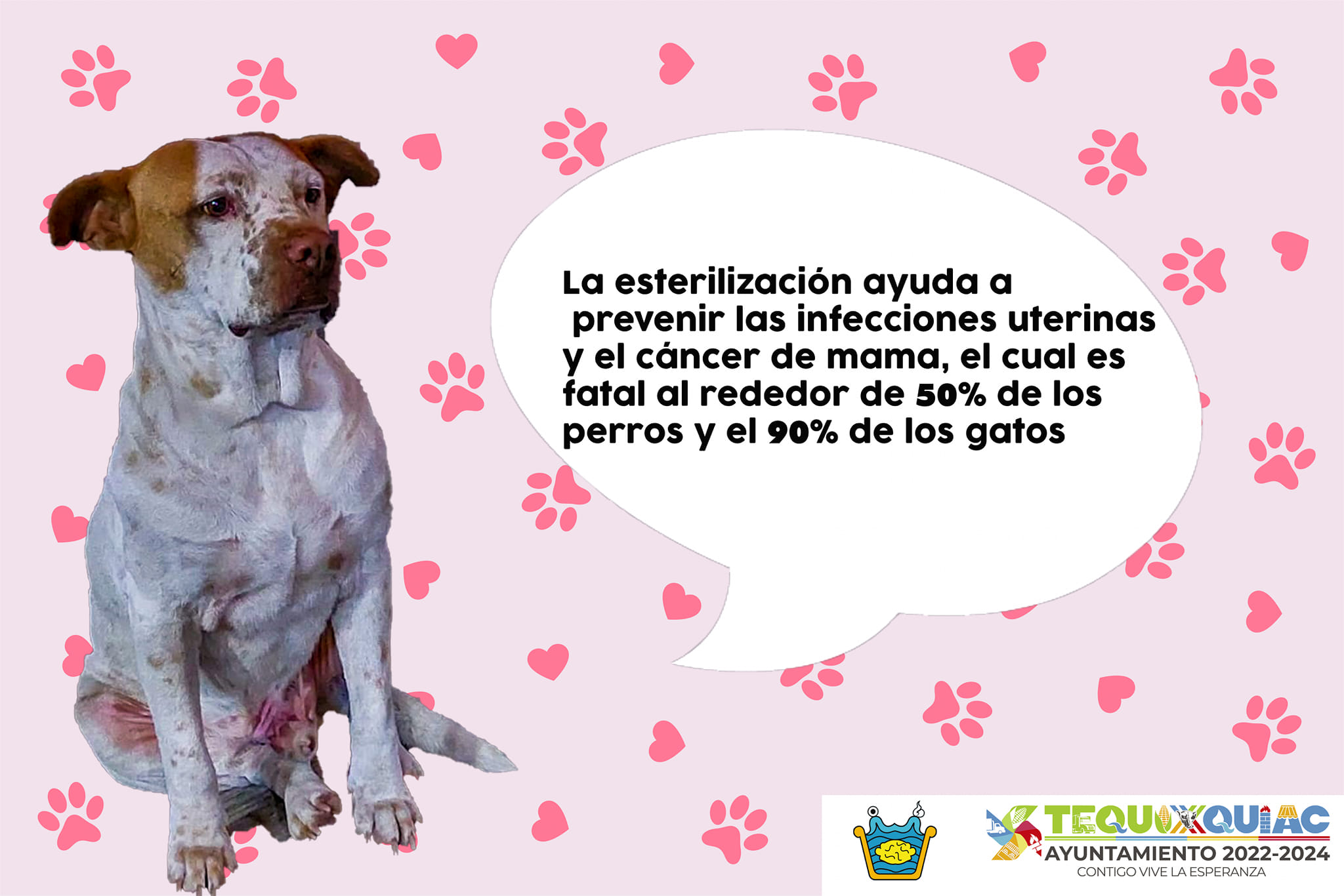 1677625841 177 Cuidar de nuestros animales es mas que proveer alimento y