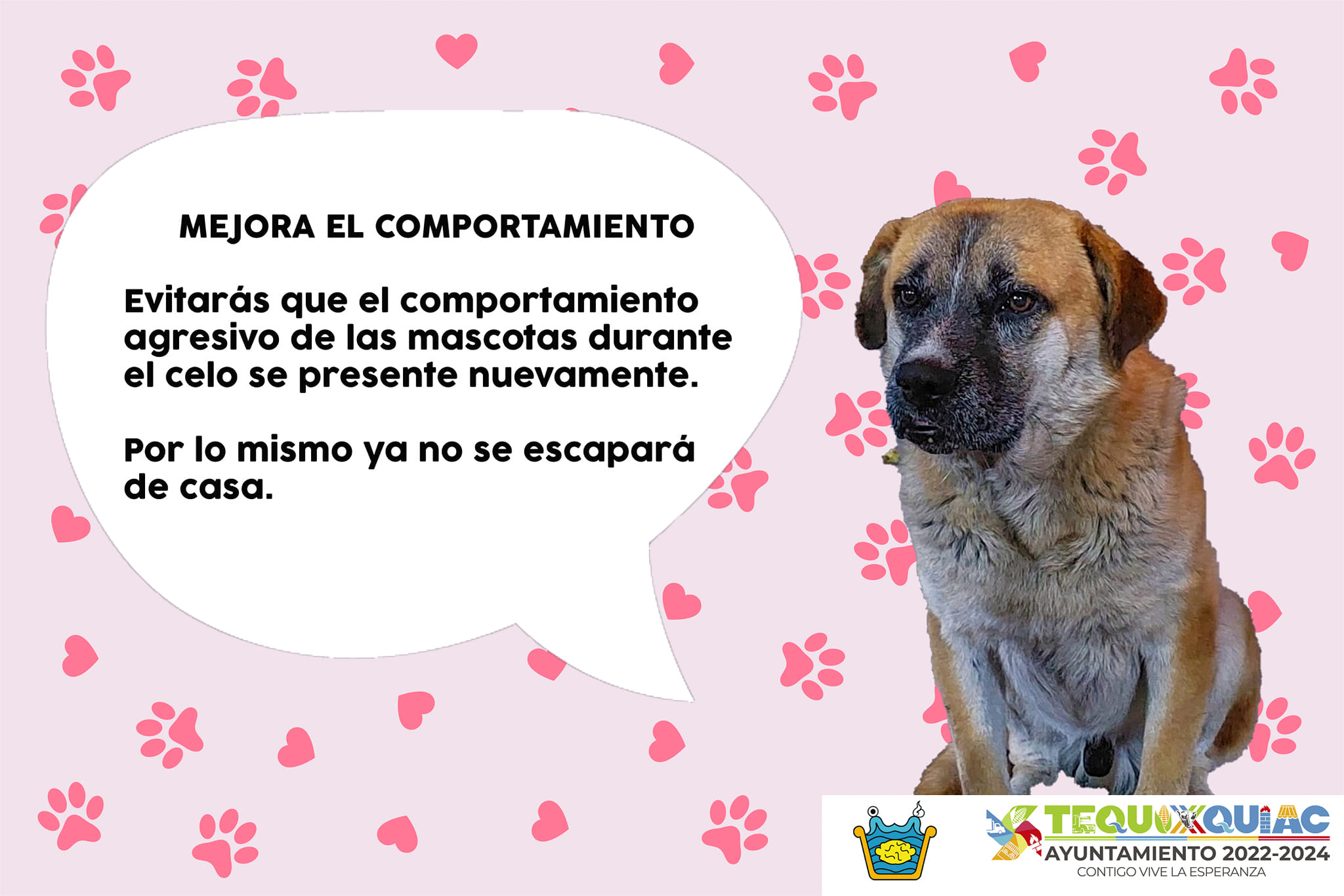 1677625842 162 Cuidar de nuestros animales es mas que proveer alimento y